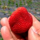 Eine schöne Erdbeere