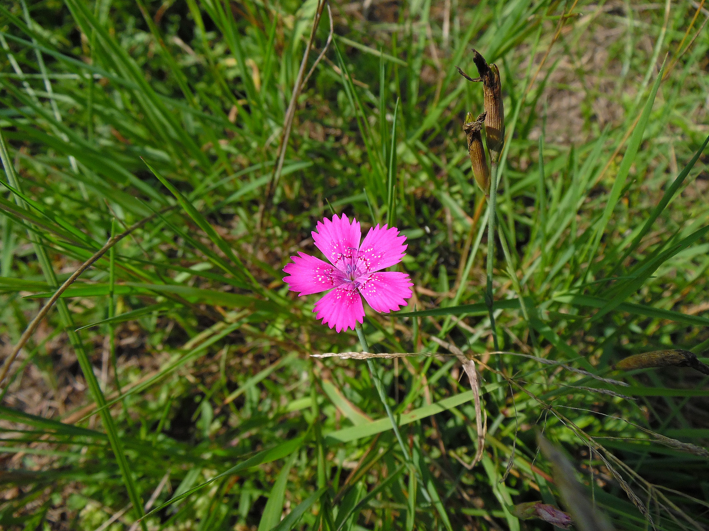 Eine schöne Farbe