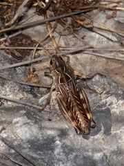 Eine schöne Feldheuschrecke (Fam. Acrididae): ARCYPTERA (Pararcyptera) LABIATA