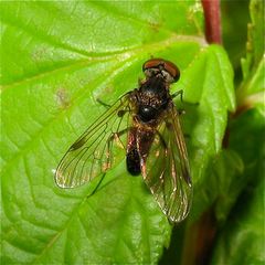 Eine schöne Fliege - die "schwarz Mick", die anfangs immer zu schnell für mich war - . . .