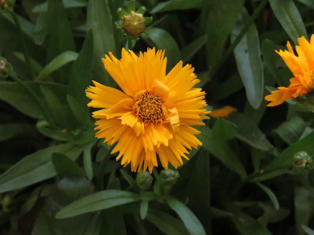 Eine schöne gelbe Blüte Foto & Bild makro, natur, blumen Bilder auf