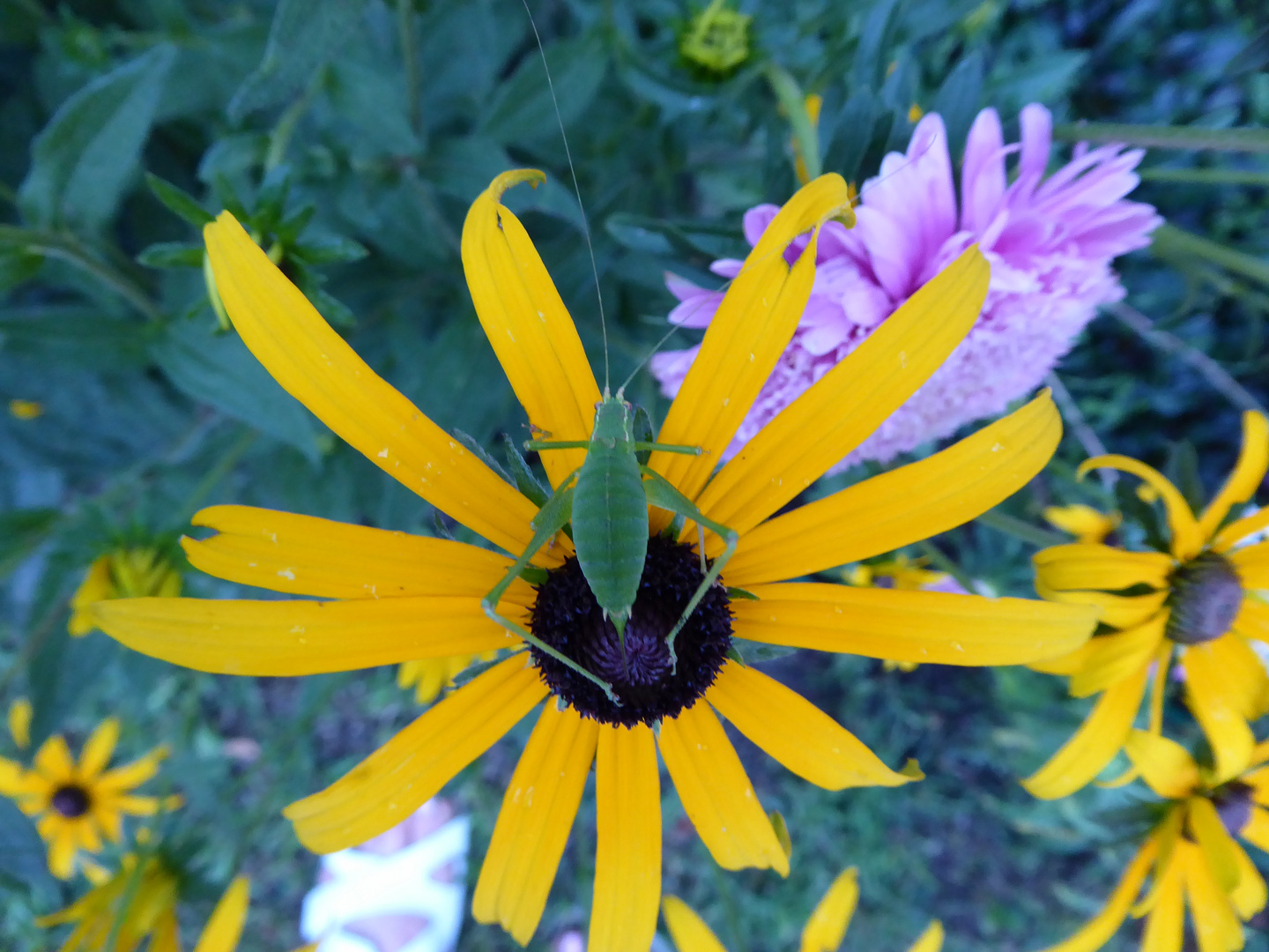 eine schöne gelbe Blüte hat sich der Flip ausgesucht