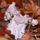 Eine schöne große Herbstlorchel (Helvella crispa)