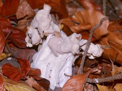 Eine schöne große Herbstlorchel (Helvella crispa)