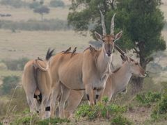 Eine schöne Gruppe Elanantilopen in der Masai Mara