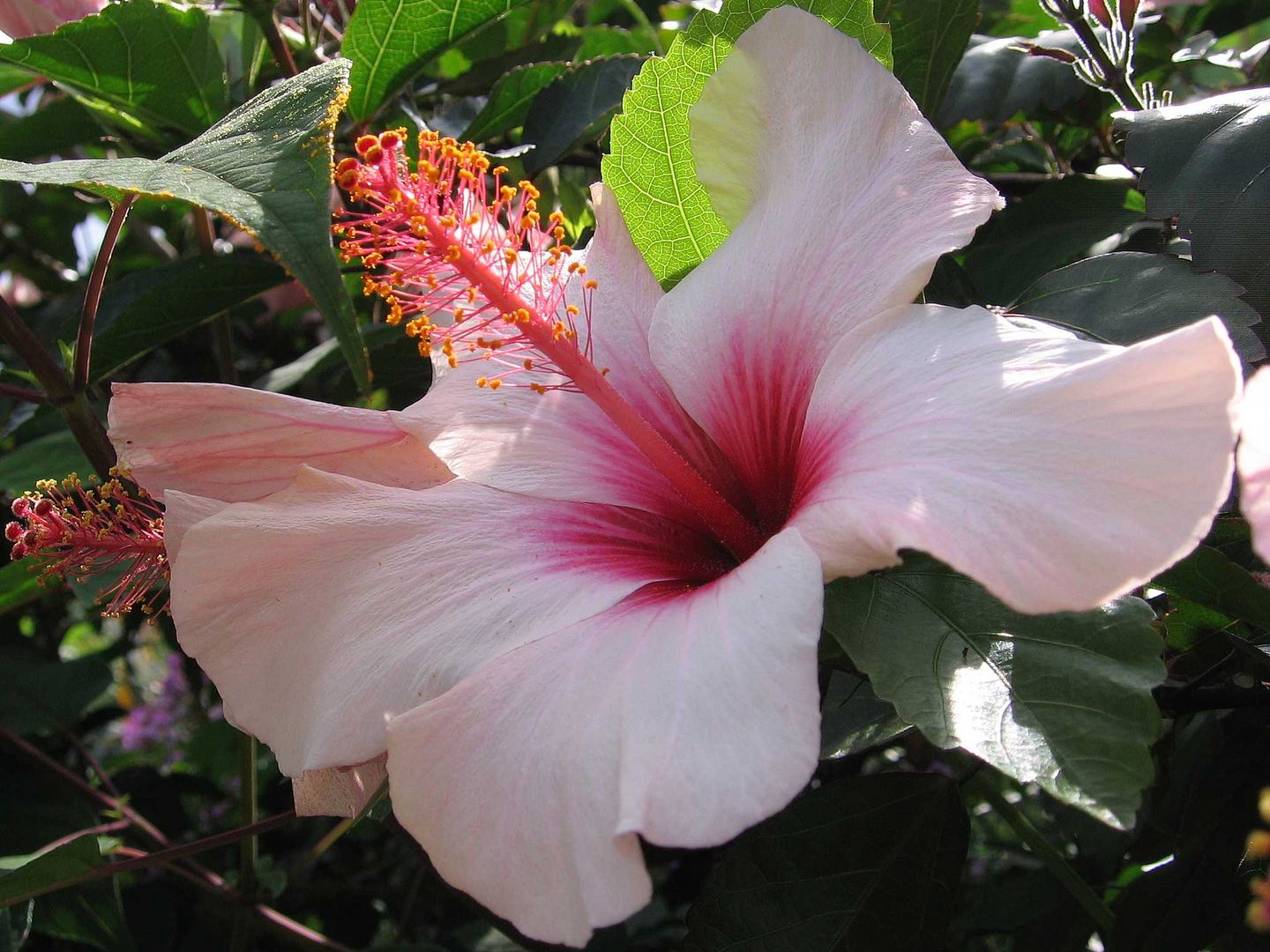 eine Schöne ----- Hibiskusblüte