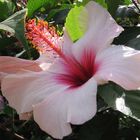 eine Schöne ----- Hibiskusblüte