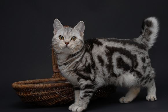 eine schöne Katze Foto & Bild | tiere, haustiere, katzen Bilder auf