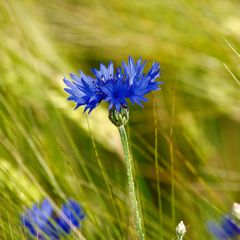 Eine schöne Kornblume 