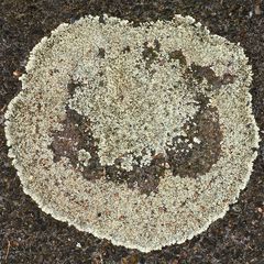 Eine schöne Krustenflechte: LECANORA MURALIS