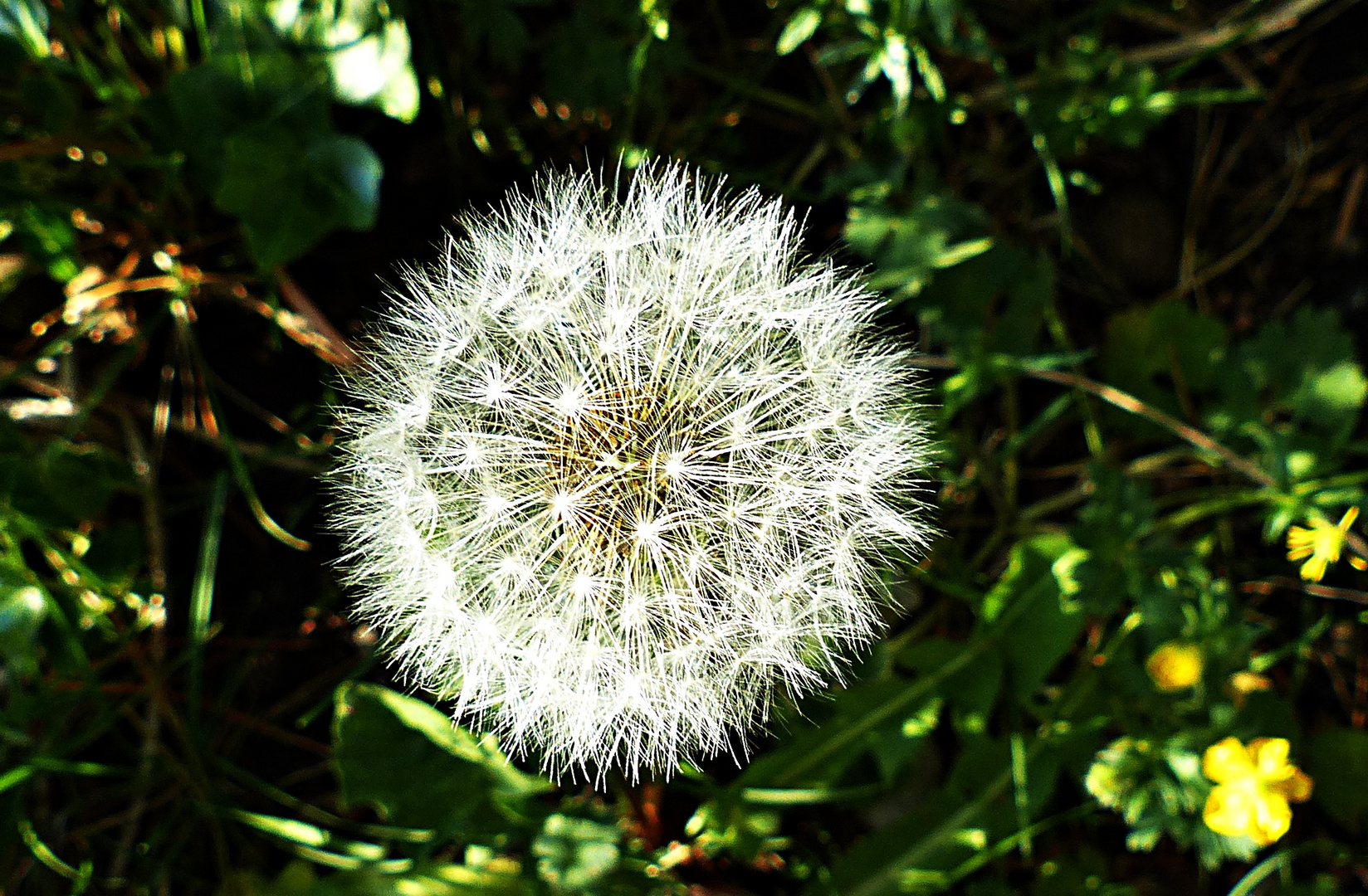 Eine schöne Laune der Natur