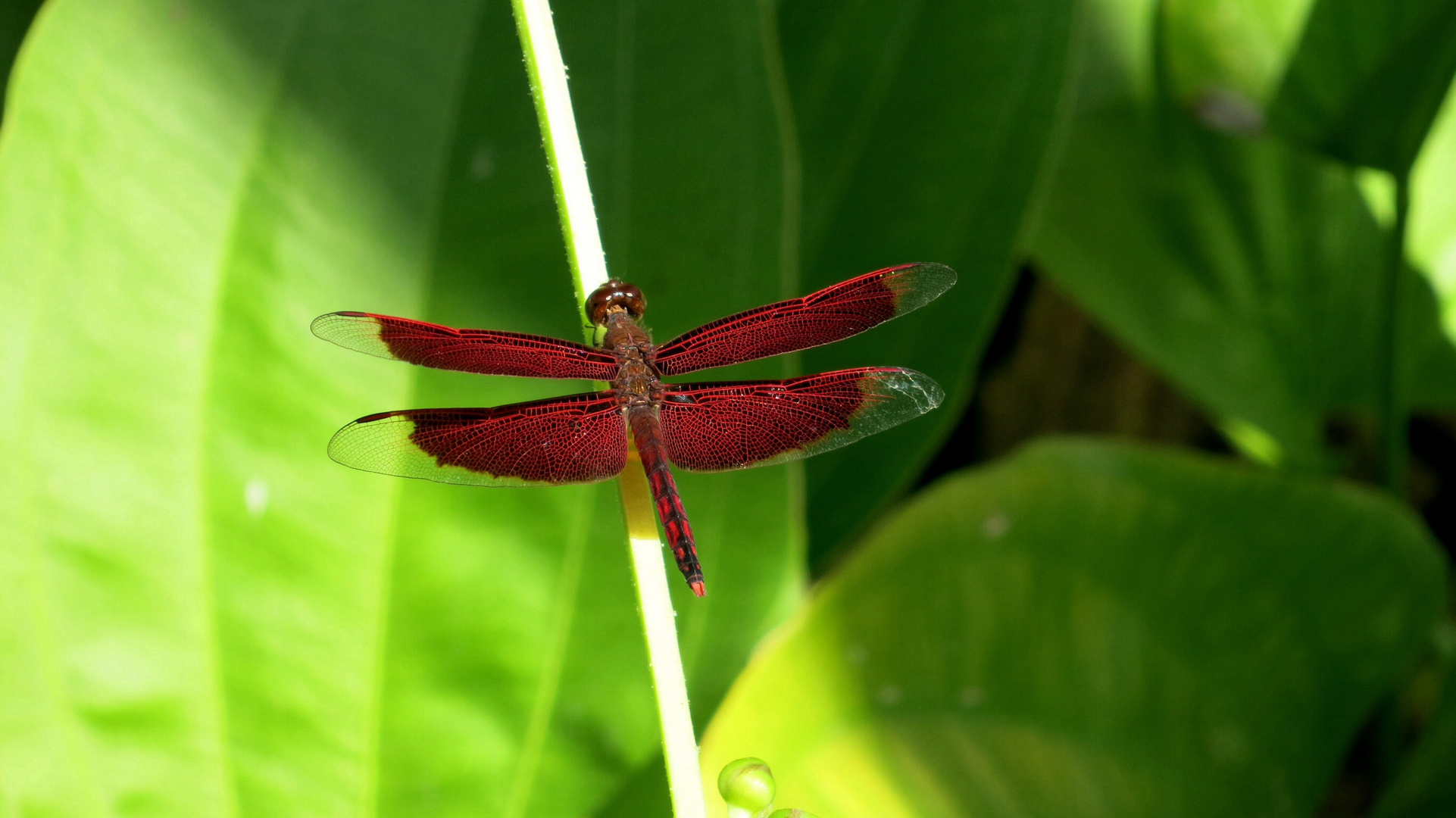 Eine schöne Libelle auf Bali.