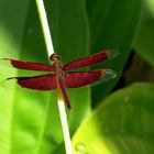 Eine schöne Libelle auf Bali.