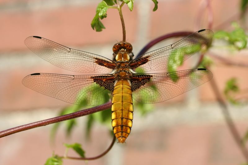 Eine schöne Libellula depressa in der Abendsonne