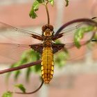 Eine schöne Libellula depressa in der Abendsonne