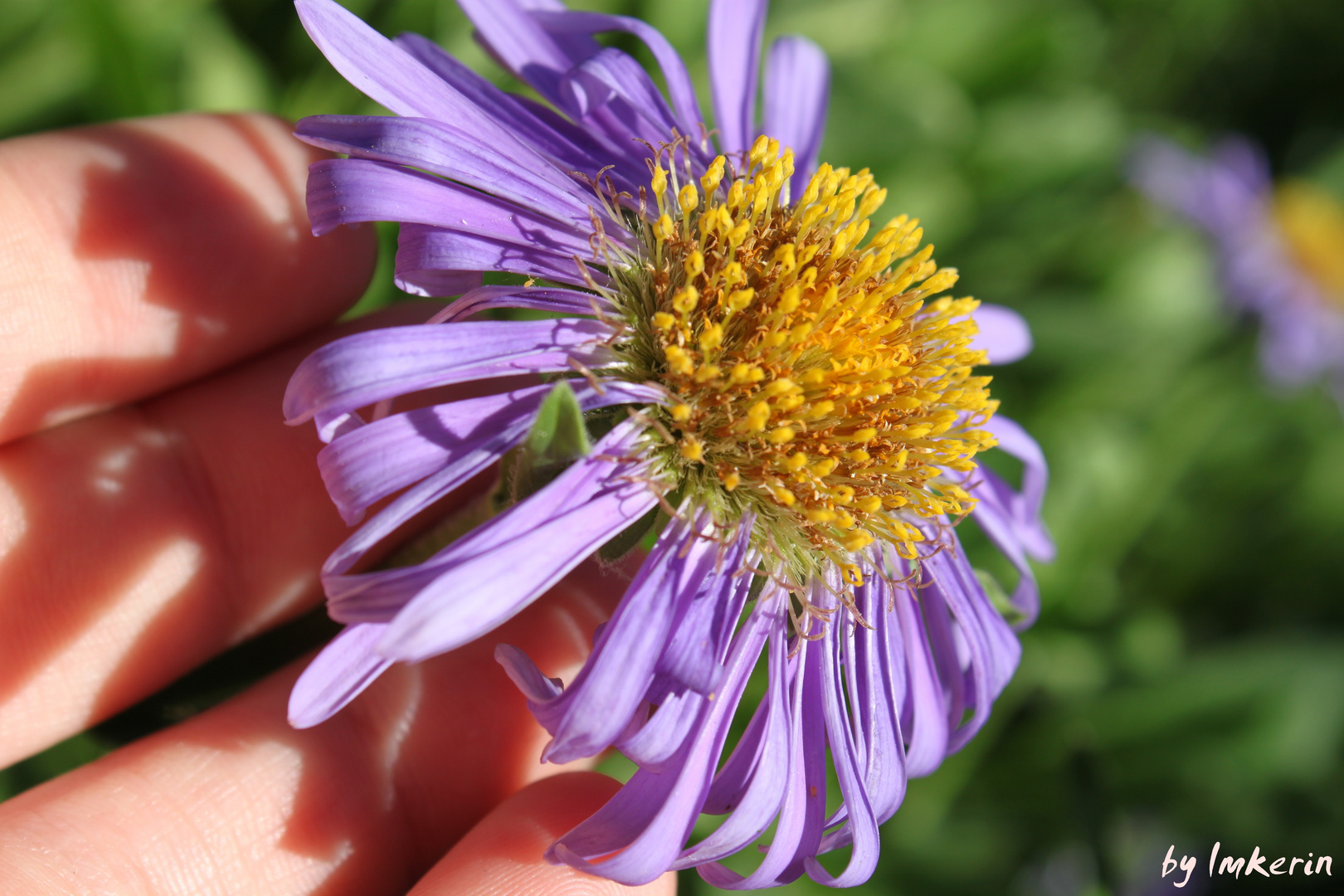 Eine schöne lila Blume