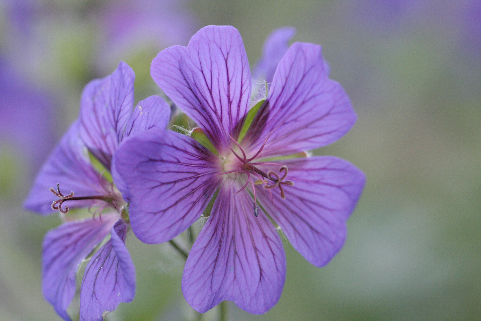 eine schöne Lilane Blüte ;)