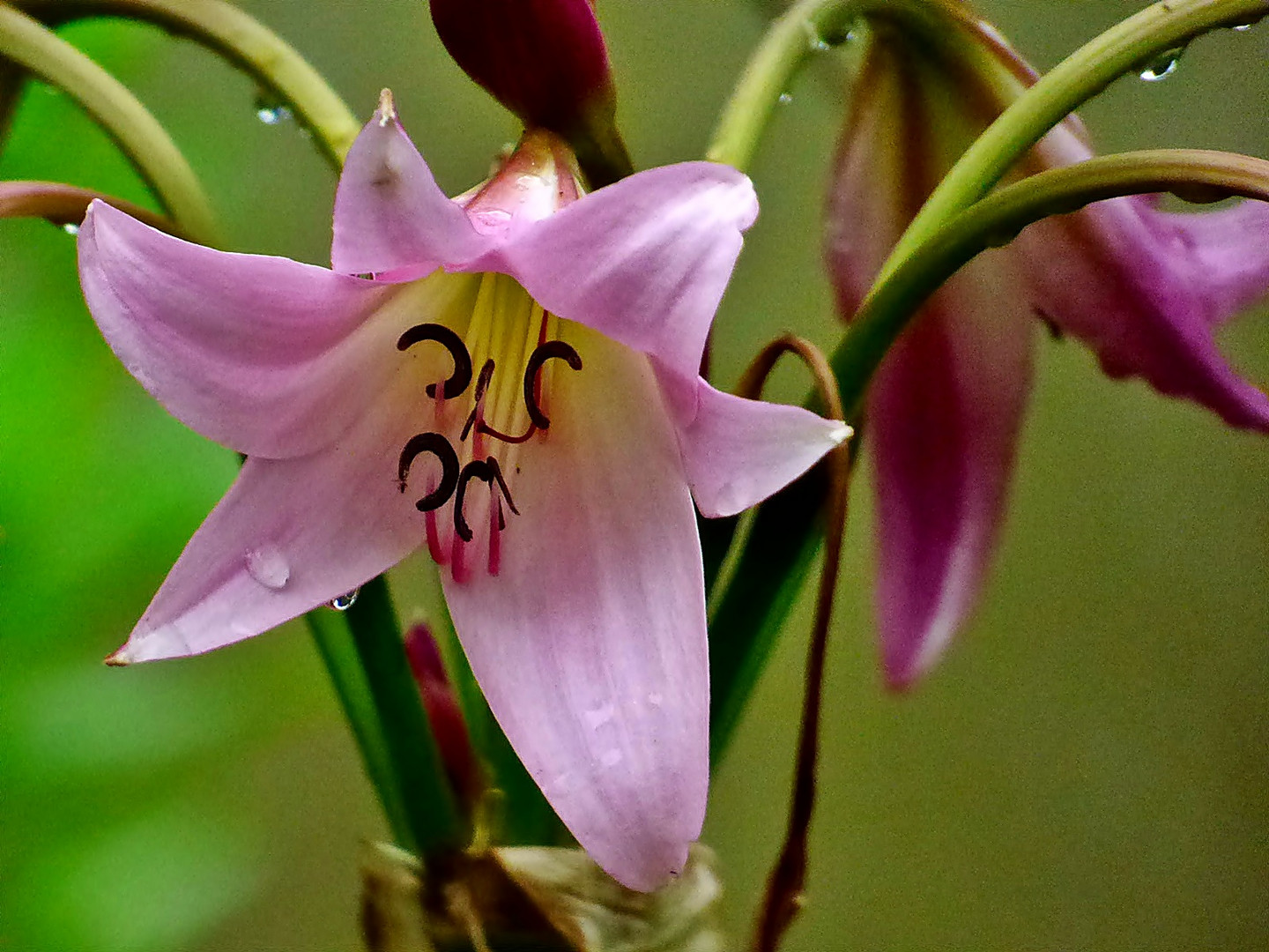 Eine schöne Lilie . . . Foto & Bild pflanzen, pilze & flechten