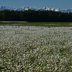 Eine schöne Margeriten-Wiese vor herrlicher Bergkulisse...