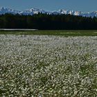 Eine schöne Margeriten-Wiese vor herrlicher Bergkulisse...