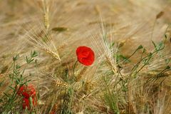 Eine schöne Möhneblume im Getreidefeld