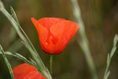 Eine schöne Möhneblume in der Mittagssonne