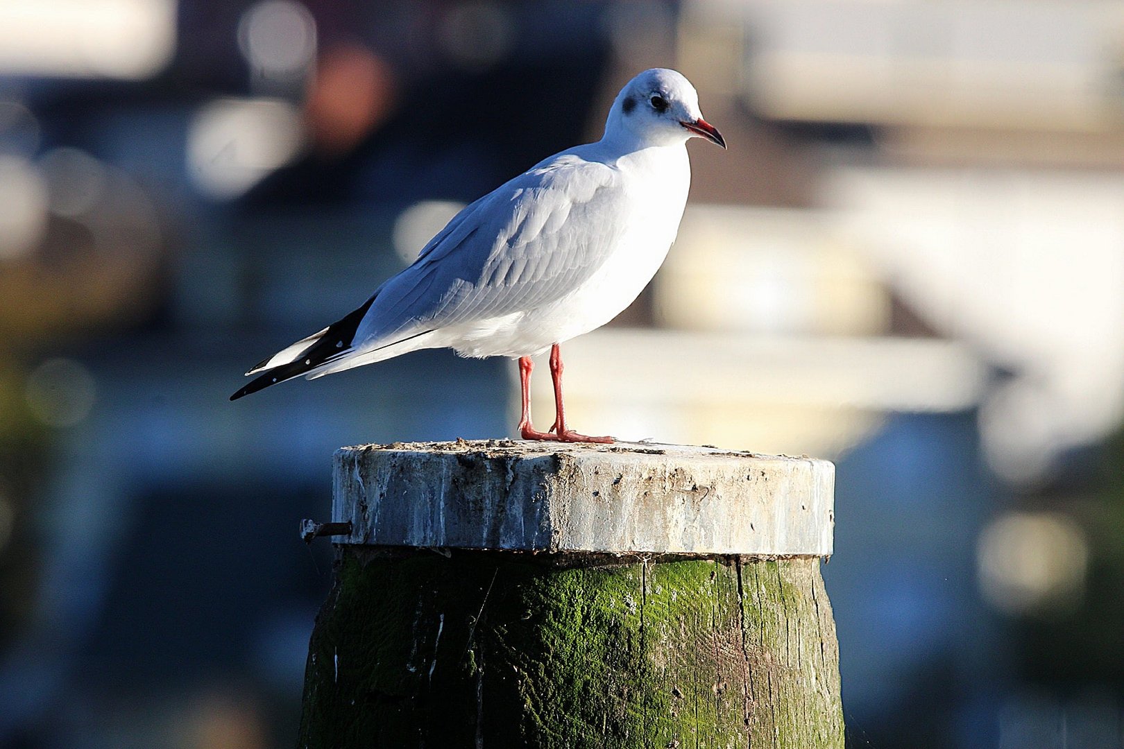 Eine schöne Möwe