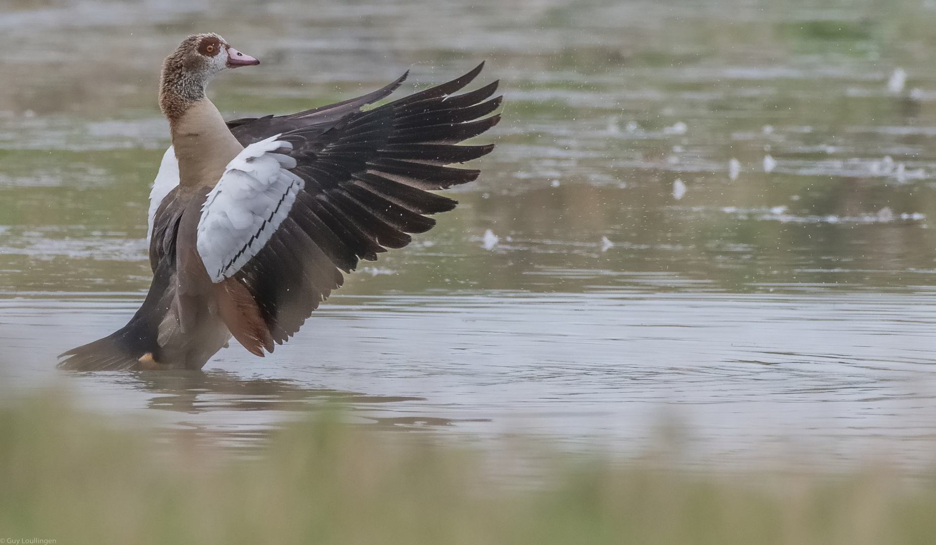 eine schöne Nilgans