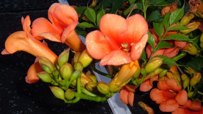 Eine schöne Ranke, jetzt das richtige Foto Foto & Bild | pflanzen