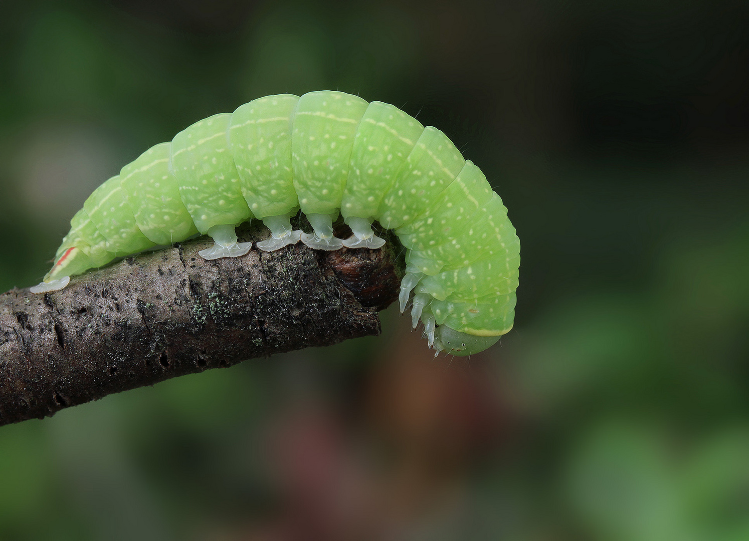 Eine schöne Raupe (Orthosia incerta)