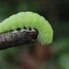 Eine schöne Raupe (Orthosia incerta)