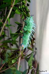 Eine schöne Raupe - wer weiß, wie sie heißt?