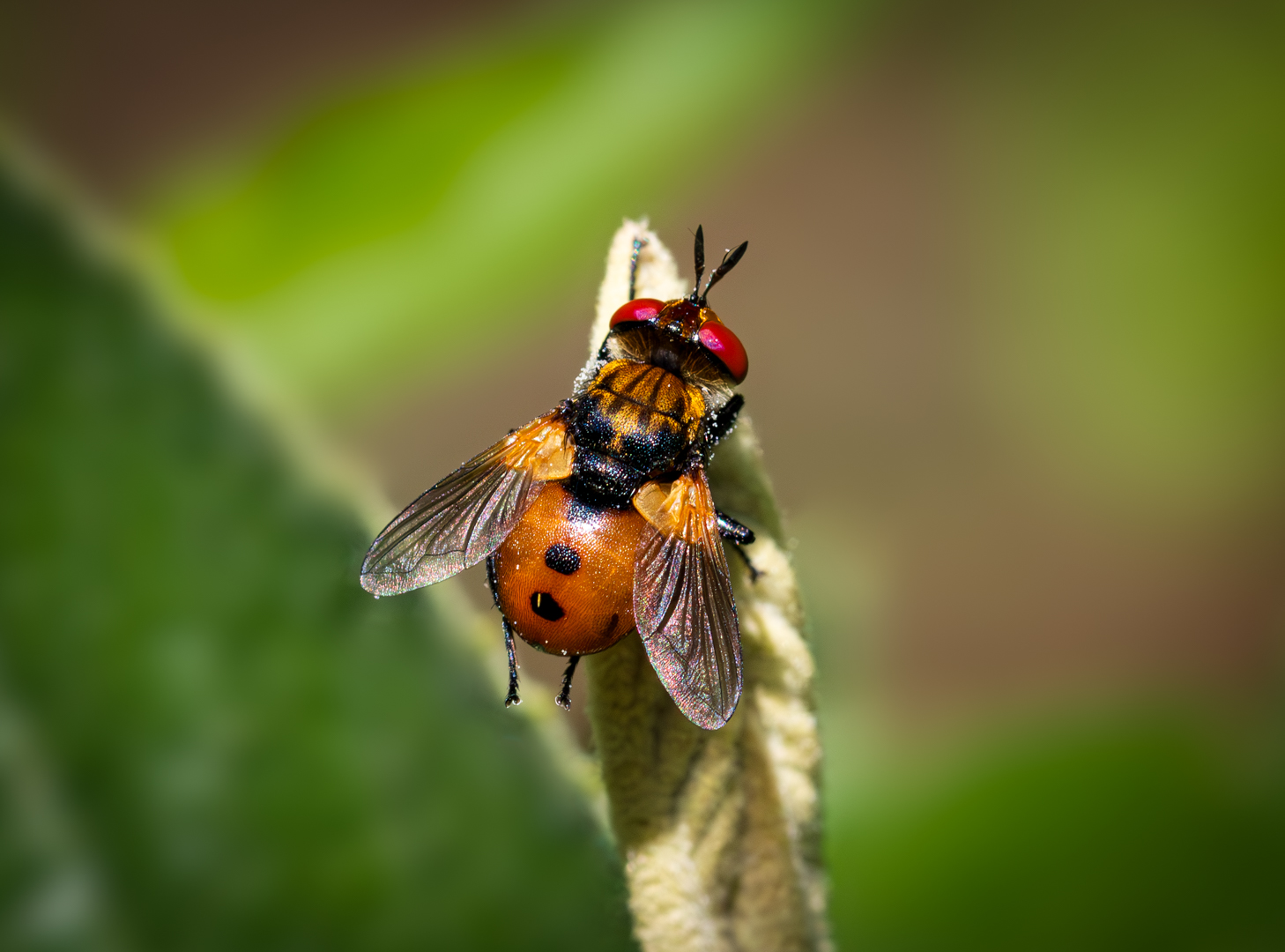 eine schöne Raupenfliege