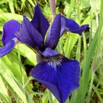 Eine schöne reichblühende Iris.Vormittag im Bild festgehalten,Nachmittag vom Hagel zerfetzt.