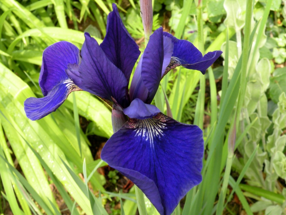 Eine schöne reichblühende Iris.Vormittag im Bild festgehalten,Nachmittag vom Hagel zerfetzt.