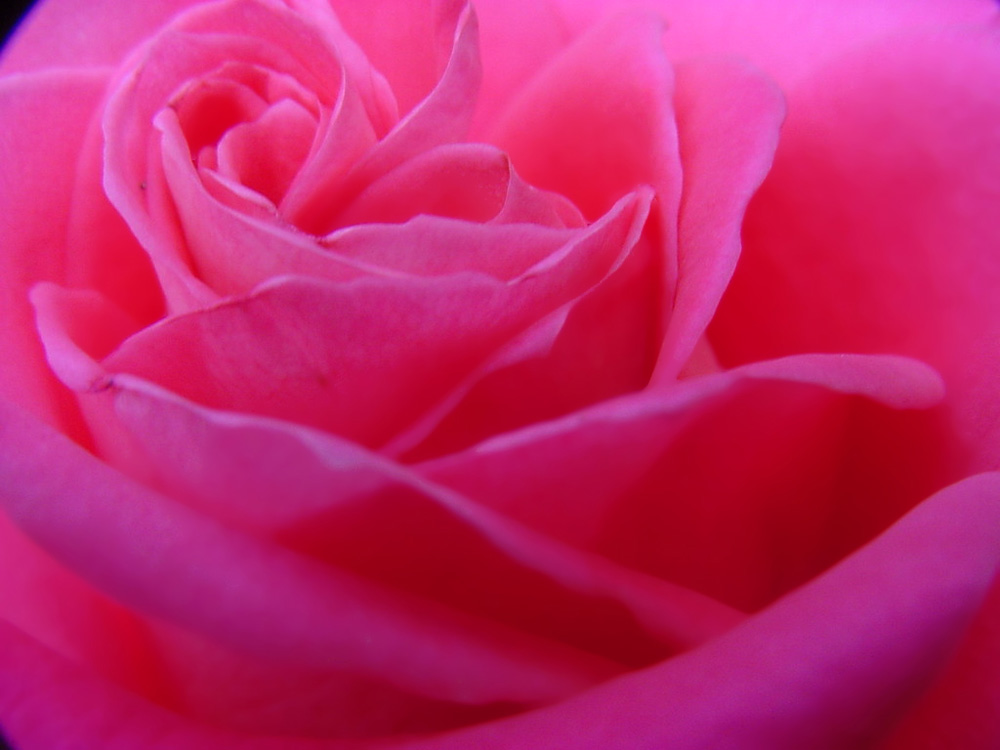 Eine schöne Rose