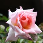 Eine Schöne Rose :)