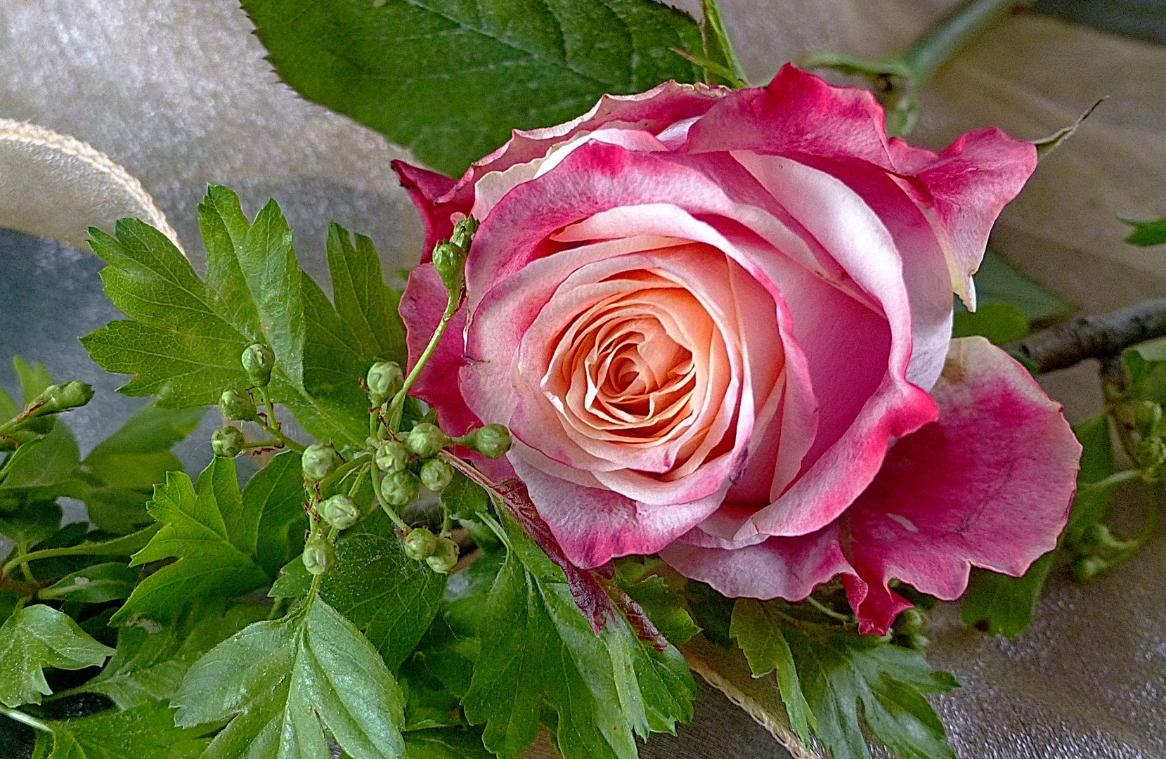 Eine  schöne Rose 