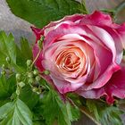 Eine  schöne Rose 