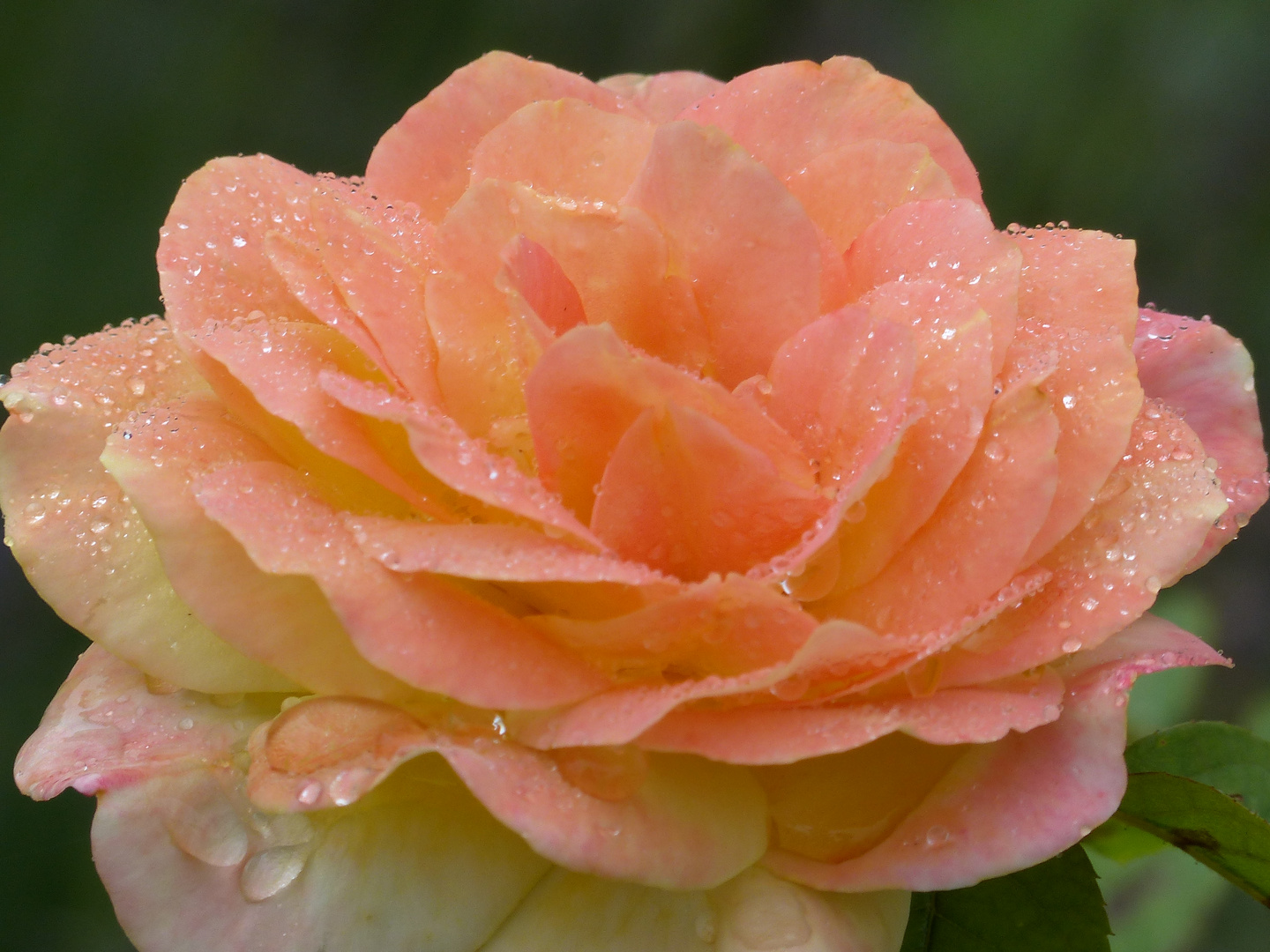  Eine schöne Rose am Abend Foto & Bild pflanzen, pilze & flechten