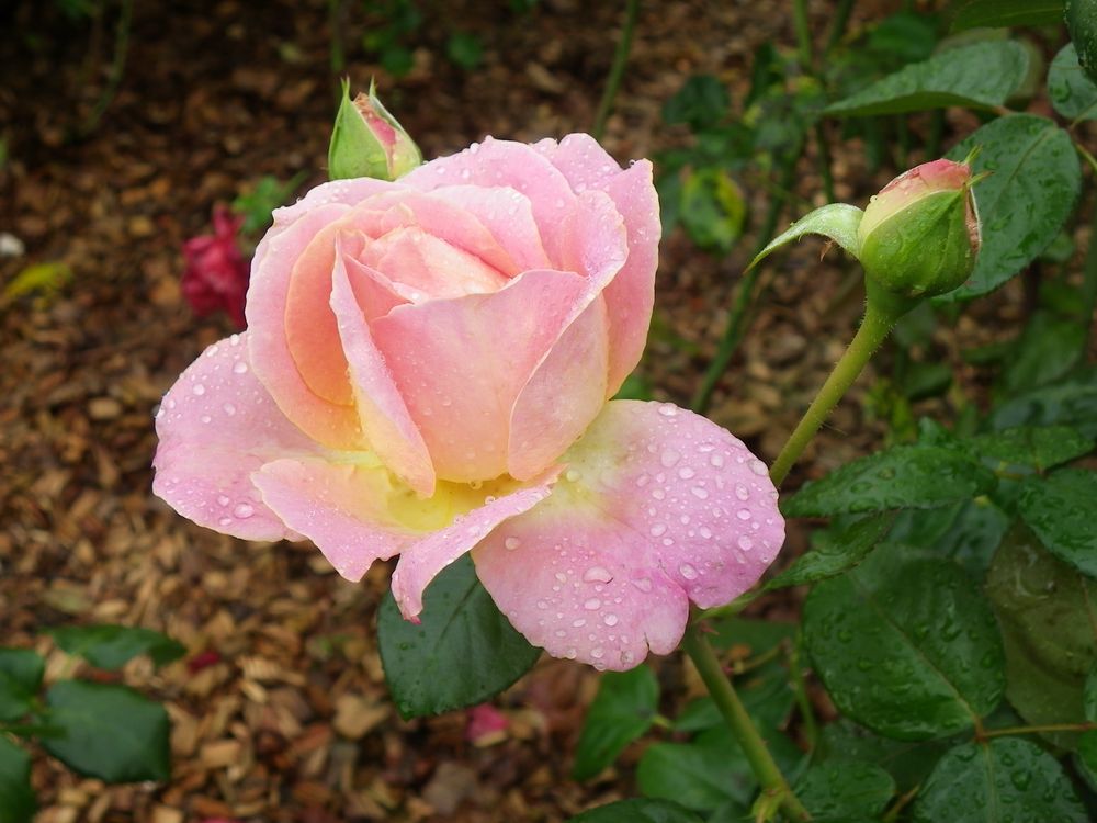 Eine schöne Rose fotografiert auf der IGS in Hamburg-Wilhelmsburg !