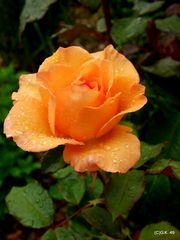 Eine schöne Rose fotografiert auf der IGS Wilhelmsburg !