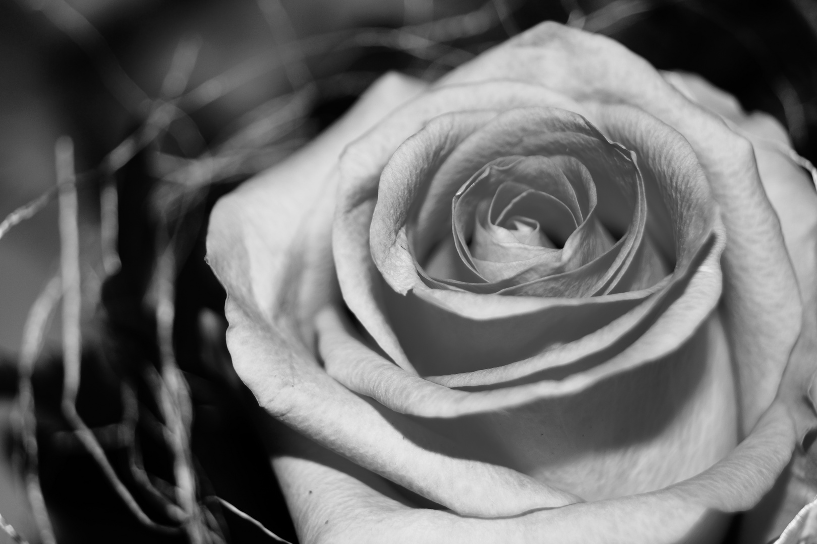 Eine schöne Rose für eine schöne Dame...