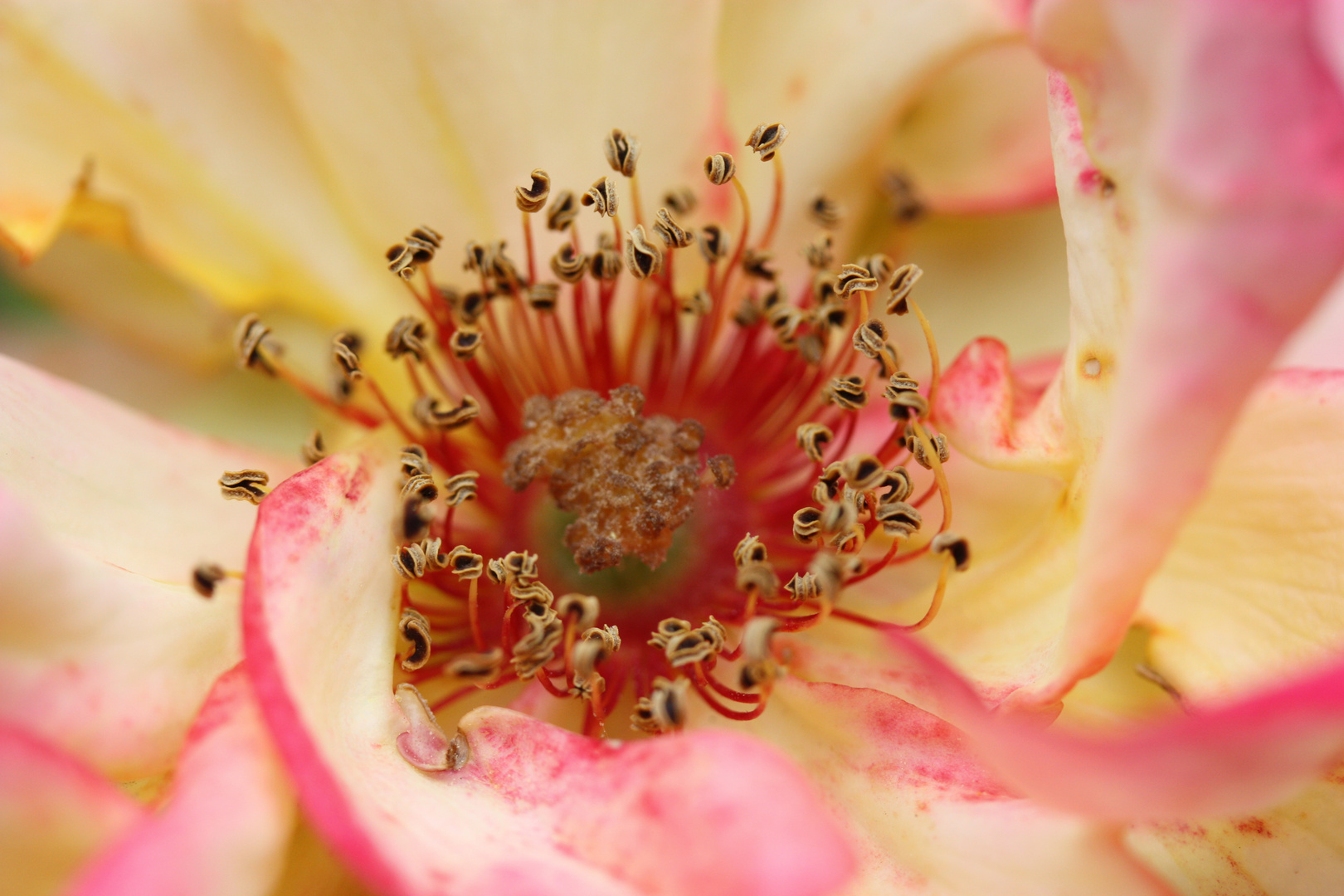 Eine schöne Rose zum Mittwoch