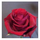 Eine schöne rote Rose
