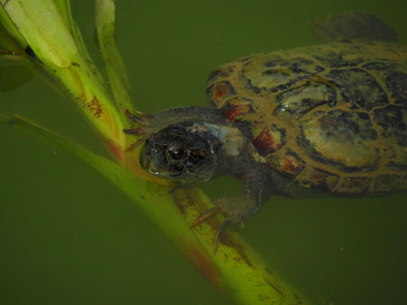 eine schöne Schildkröte in den Mangroves