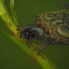 eine schöne Schildkröte in den Mangroves