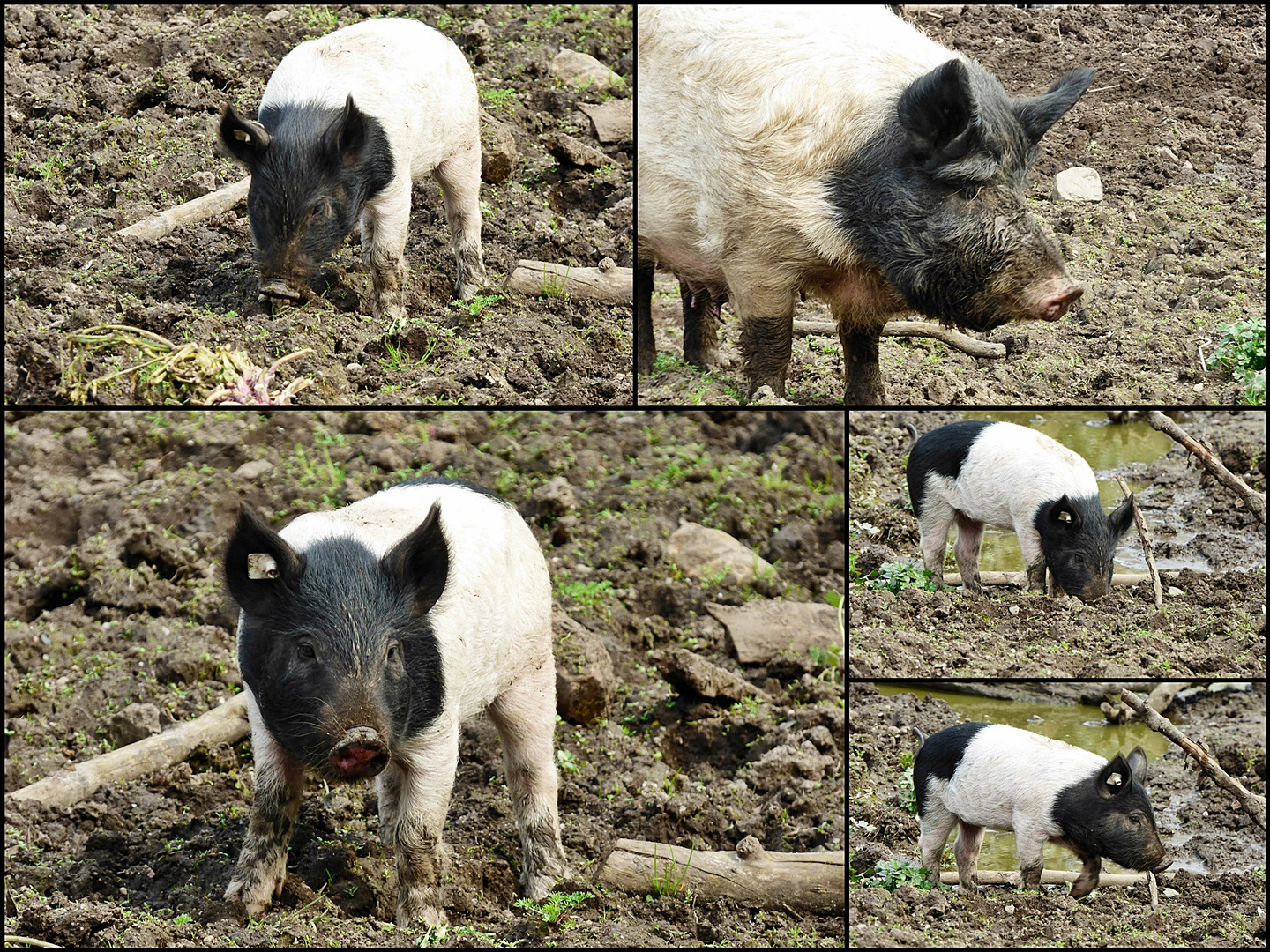 Eine schöne Schweinerei