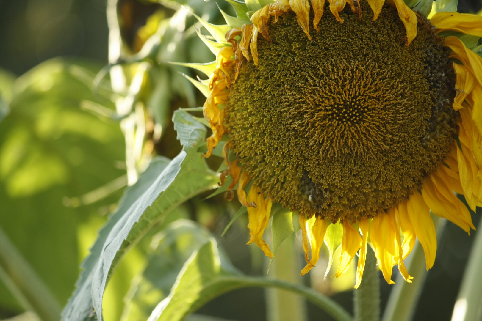 eine schöne Sonnenblume