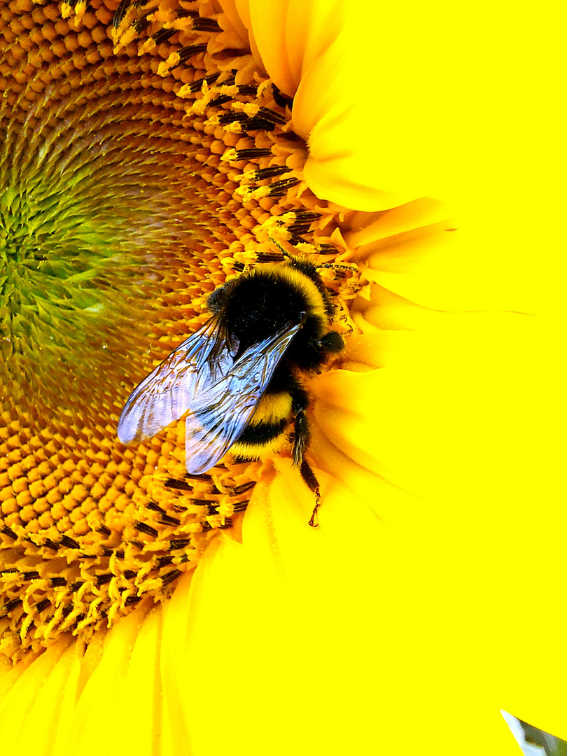 Eine schöne Sonnenblume mit einer süßen Hummel